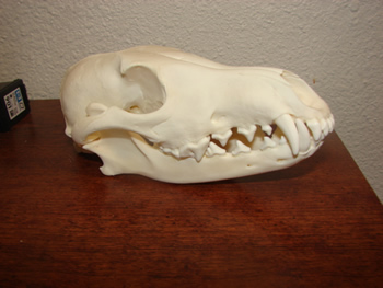 Coyote skulls, NICE! 17 available